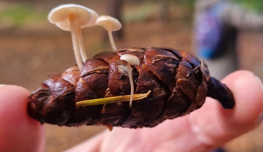 Hand houdt een dennenappel vast waarop kleine witte paddenstoelen groeien